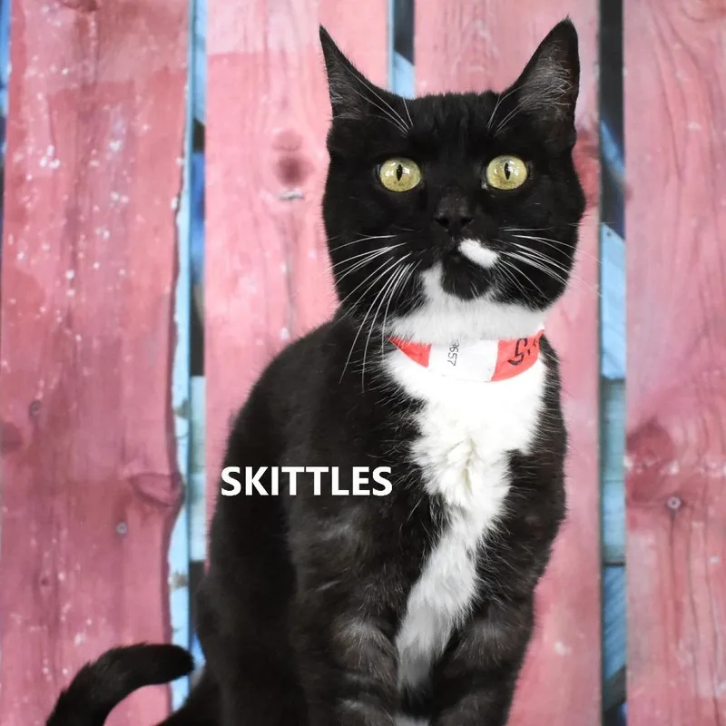 A senior medium-sized female Domestic Short Hair cat named Skittles for adoption in Yuma, AZ