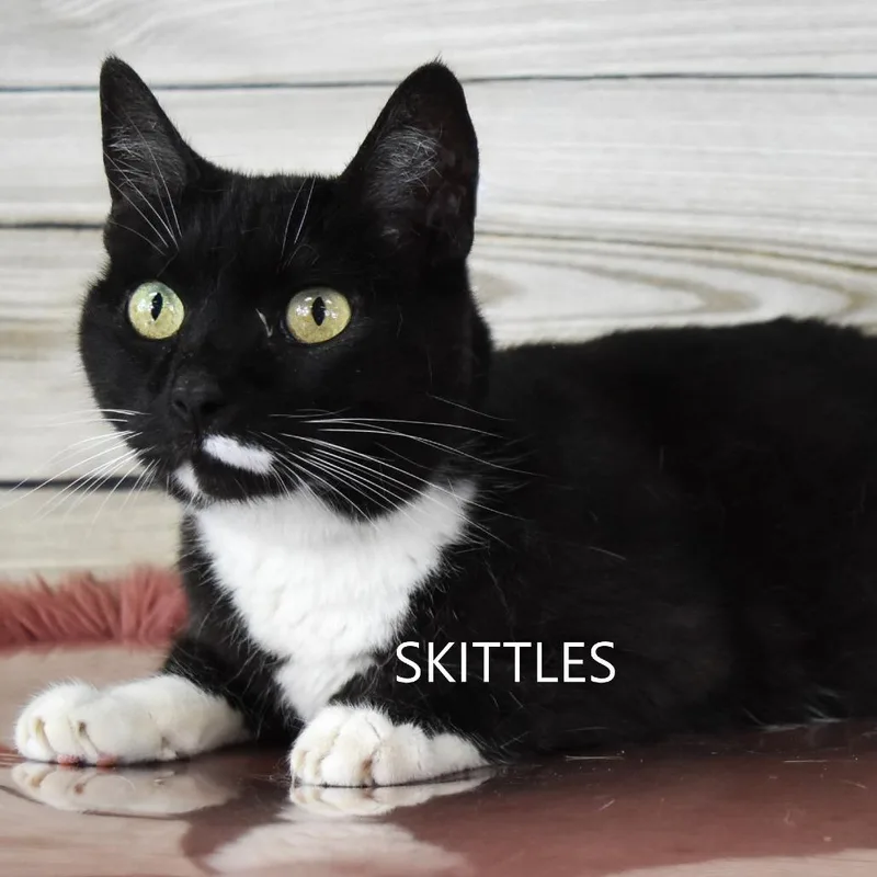 Skittles thumbnail 2