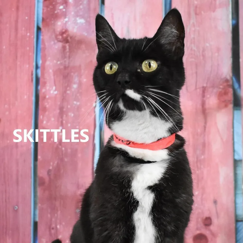 Skittles thumbnail 3