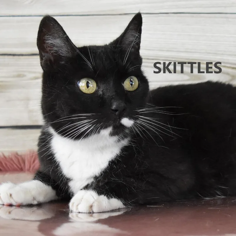 Skittles thumbnail 4