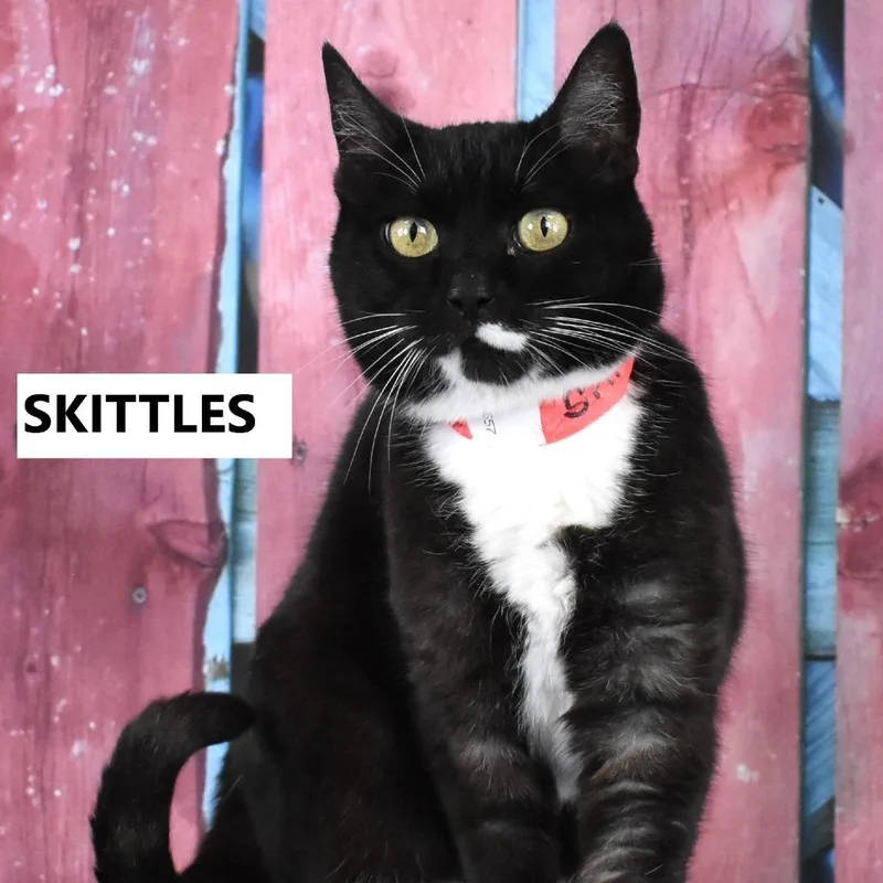 Skittles thumbnail 5