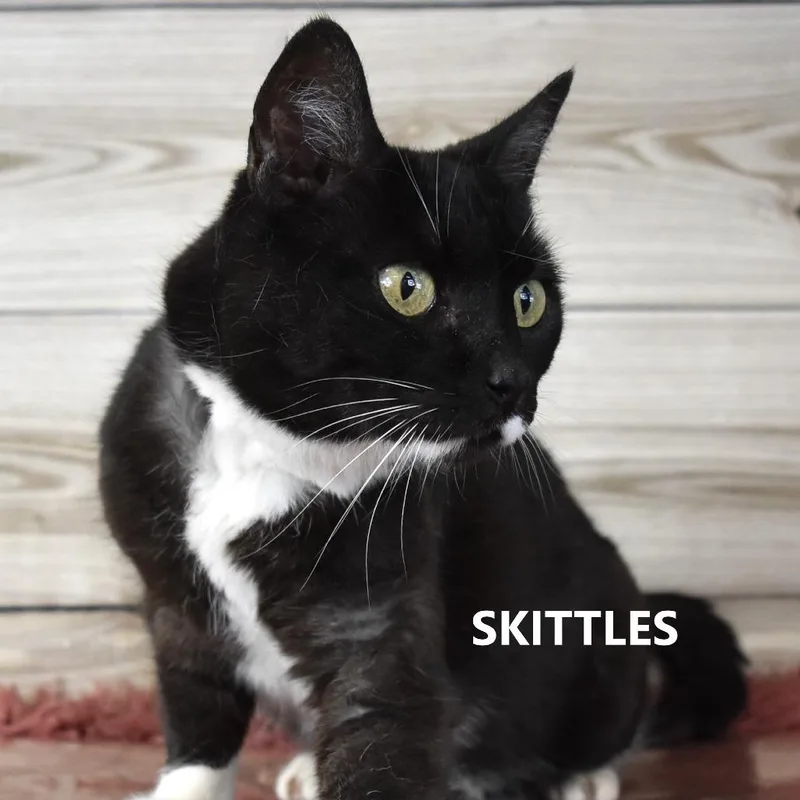 Skittles thumbnail 6