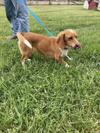 A young small-sized female Beagle dog named Gidget for adoption in Hobart, IN