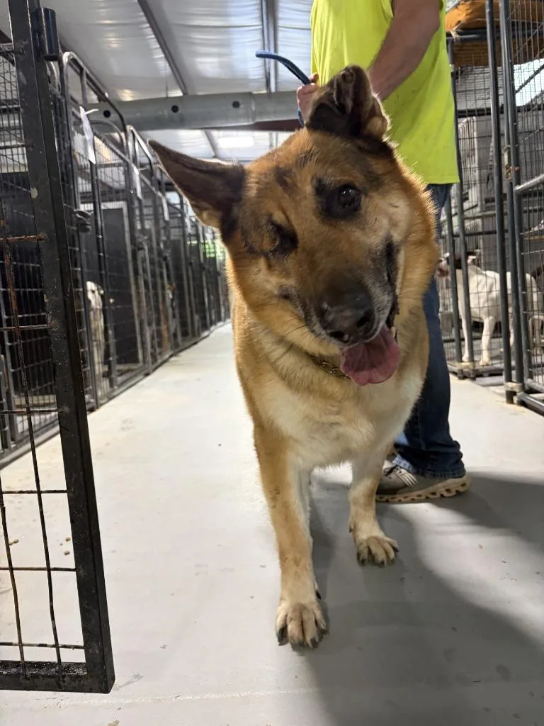 A senior large-sized male German Shepherd Dog dog named Lonesome for adoption in Lawrenceburg, TN