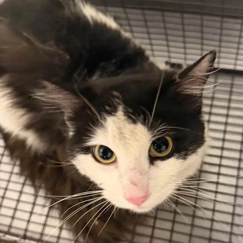 An adult large-sized male Black Domestic Medium Hair cat named Jonah for adoption in Kanab, UT