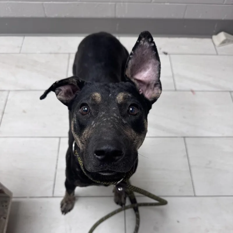 An adult medium-sized female Black Mouth Cur dog named Fawn for adoption in Lufkin, TX