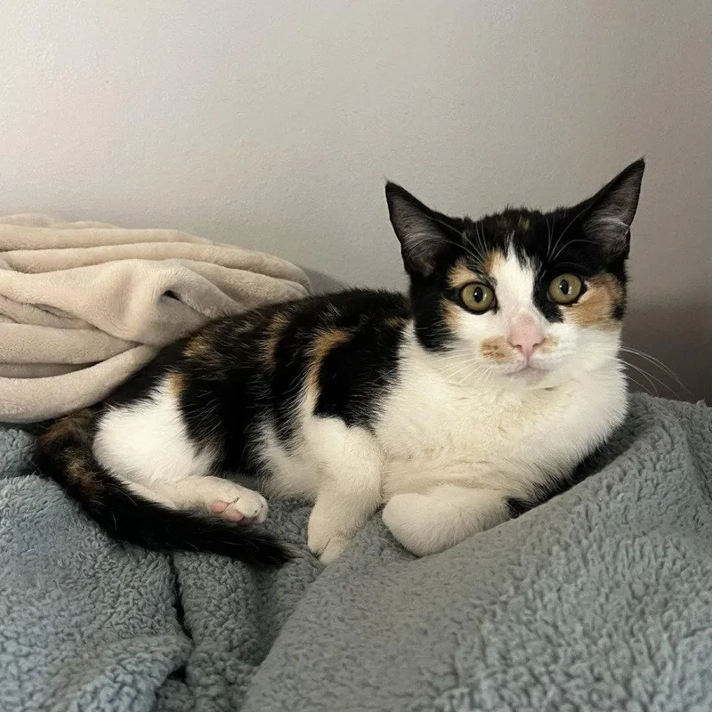 A baby medium-sized female Domestic Short Hair cat named Peekaboo for adoption in Candler, NC