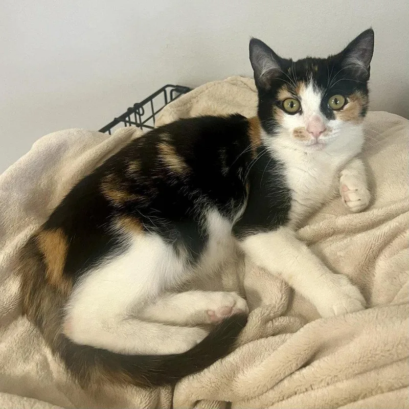 Peekaboo thumbnail 2