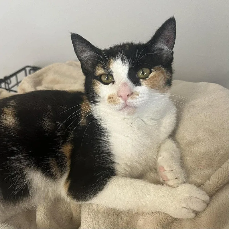 Peekaboo thumbnail 3