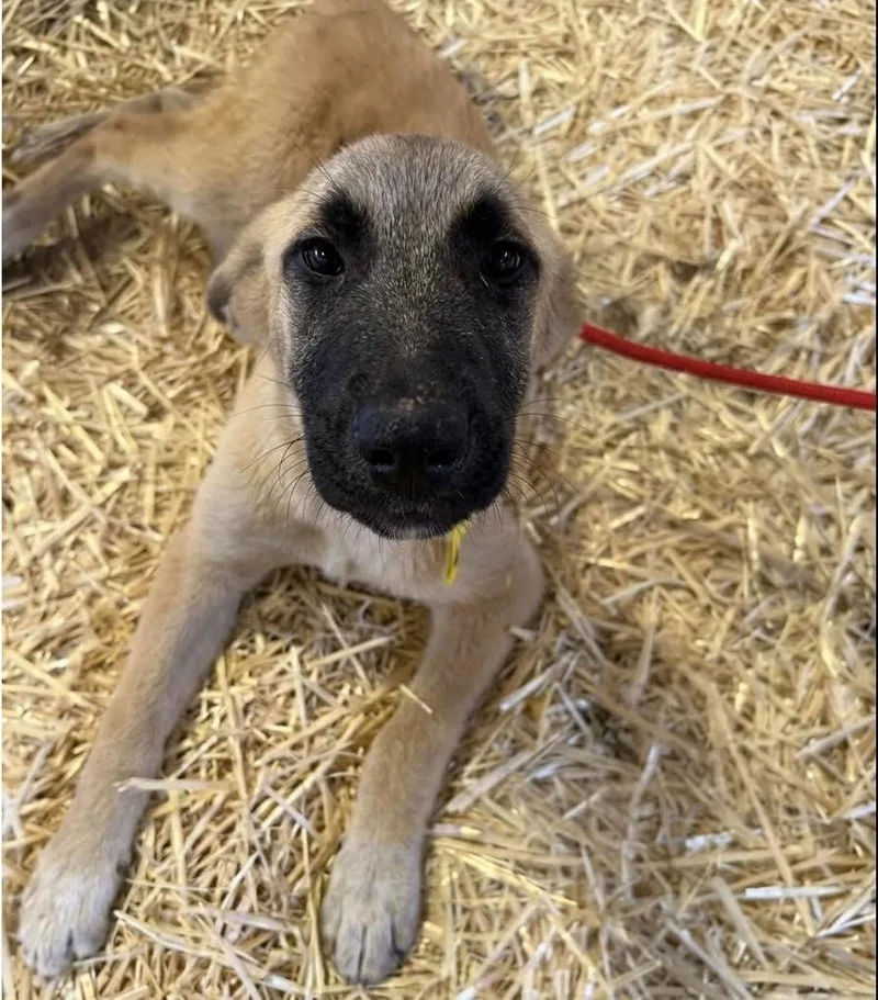A baby large-sized male Anatolian Shepherd dog named Apple for adoption in Bloomfield, CT