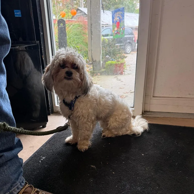 An adult small-sized male White / Cream Shih Tzu dog named Frankie for adoption in Walden, NY