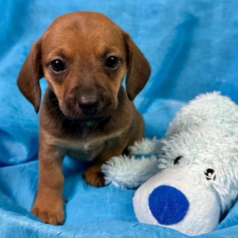 KitKat Terrier Puppy