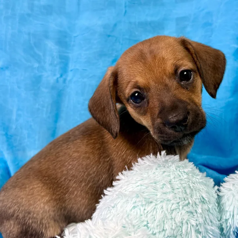 KitKat Terrier Puppy thumbnail 2