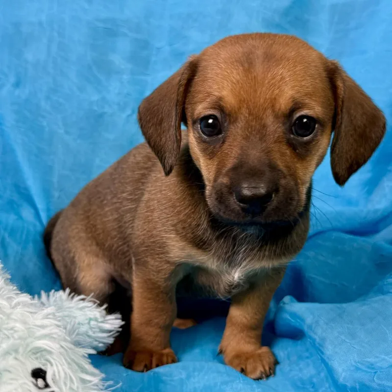 KitKat Terrier Puppy thumbnail 3