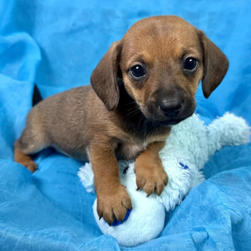 KitKat Terrier Puppy thumbnail 4