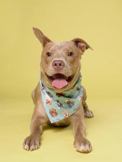 A young medium-sized male Mixed Breed dog named CampCreek for adoption in Atlanta, GA