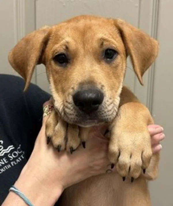 A baby medium-sized male Labrador Retriever dog named Wiggles for adoption in Littleton, CO