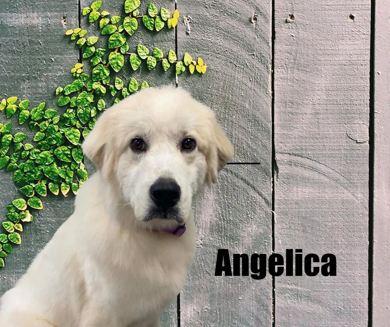 Angelica thumbnail 2