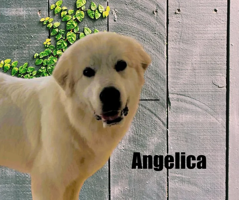 Angelica thumbnail 3
