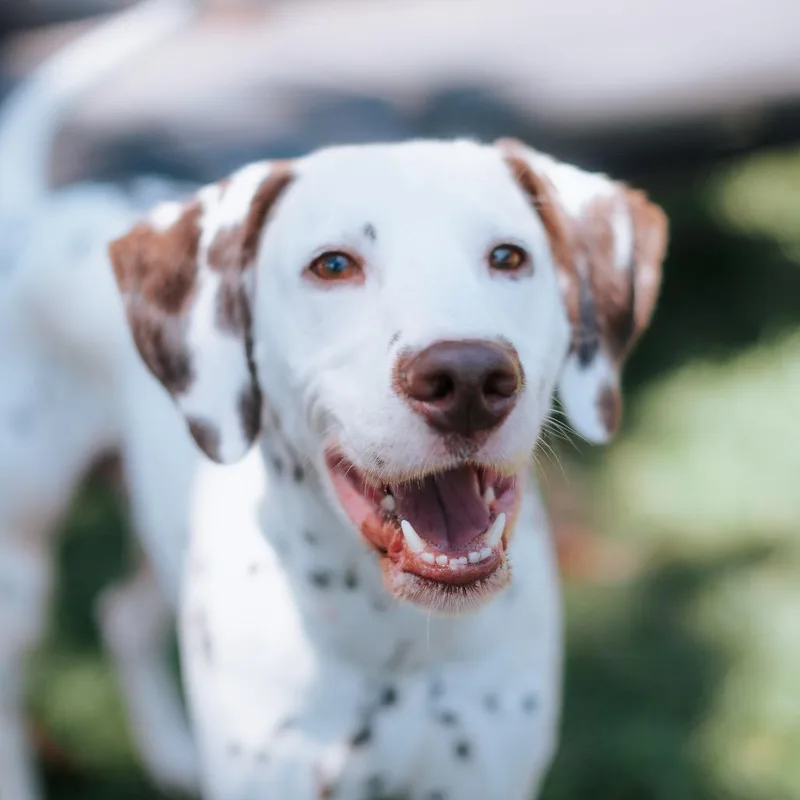 An adult medium-sized male White / Cream Dalmatian dog named Pikachu for adoption in Northbrook, IL