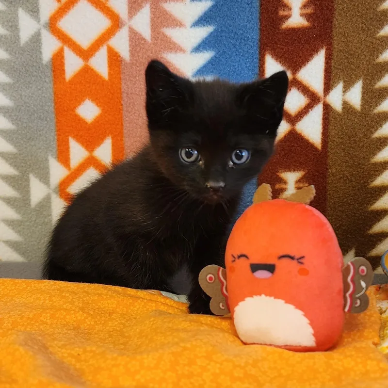 A young medium-sized female Black Domestic Medium Hair cat named Tara for adoption in ALPINE, TX