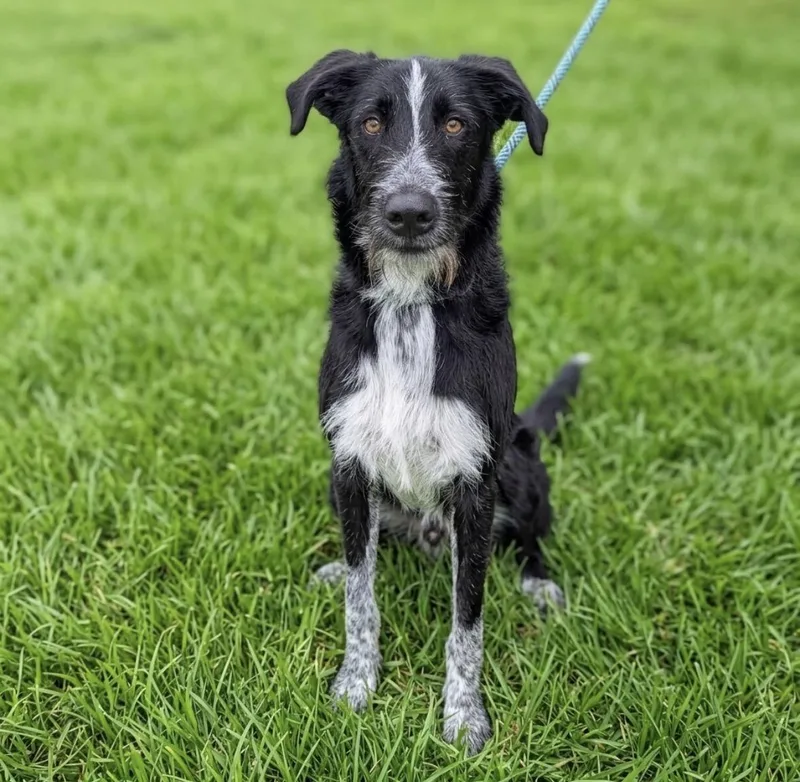 A young medium-sized male Mixed Breed dog named Dale for adoption in University Place, WA