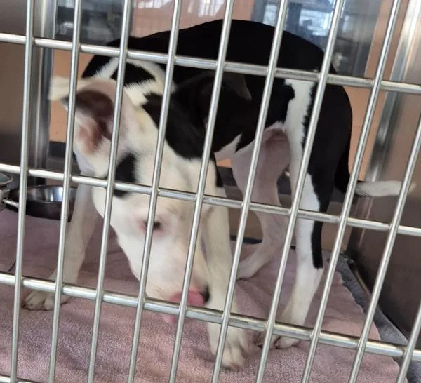 A baby small-sized female Pit Bull Terrier dog named Pen Lemon for adoption in Lawrenceville, GA