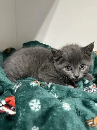 A baby small-sized female Domestic Short Hair cat named Sapphire for adoption in West Chester, PA