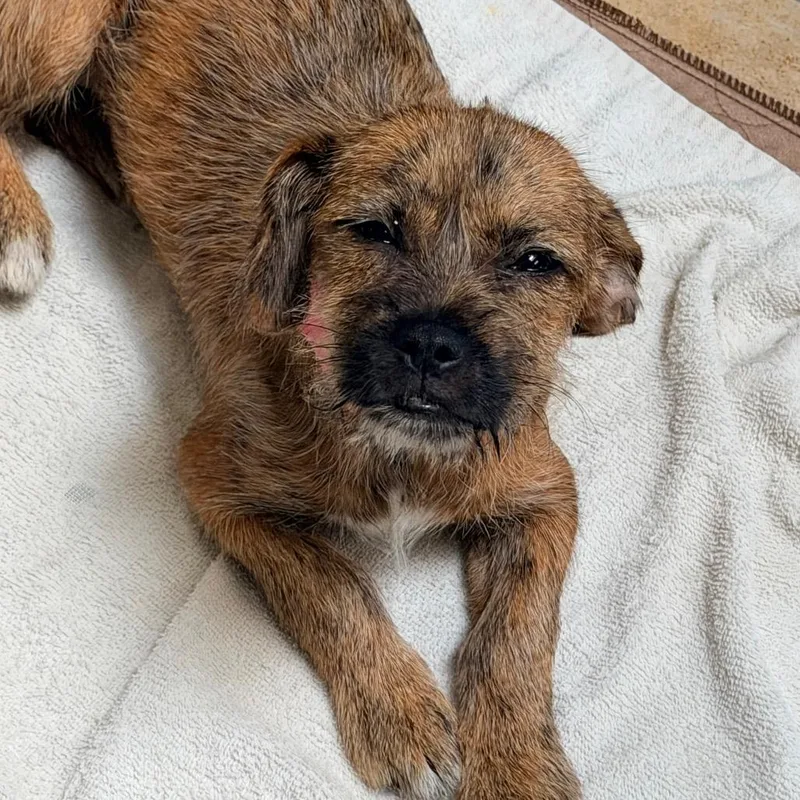 A baby small-sized female Brindle Terrier dog named Ginger for adoption in Columbus, GA
