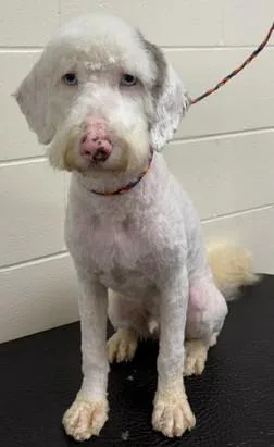An adult medium-sized male Wheaten Terrier dog named Gizmo for adoption in Cincinnati, OH
