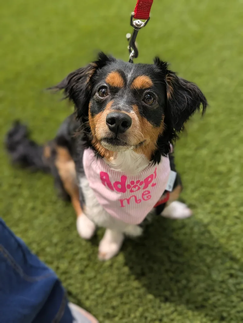 An adult small-sized female Corgi dog named Maggie May for adoption in Spring, TX