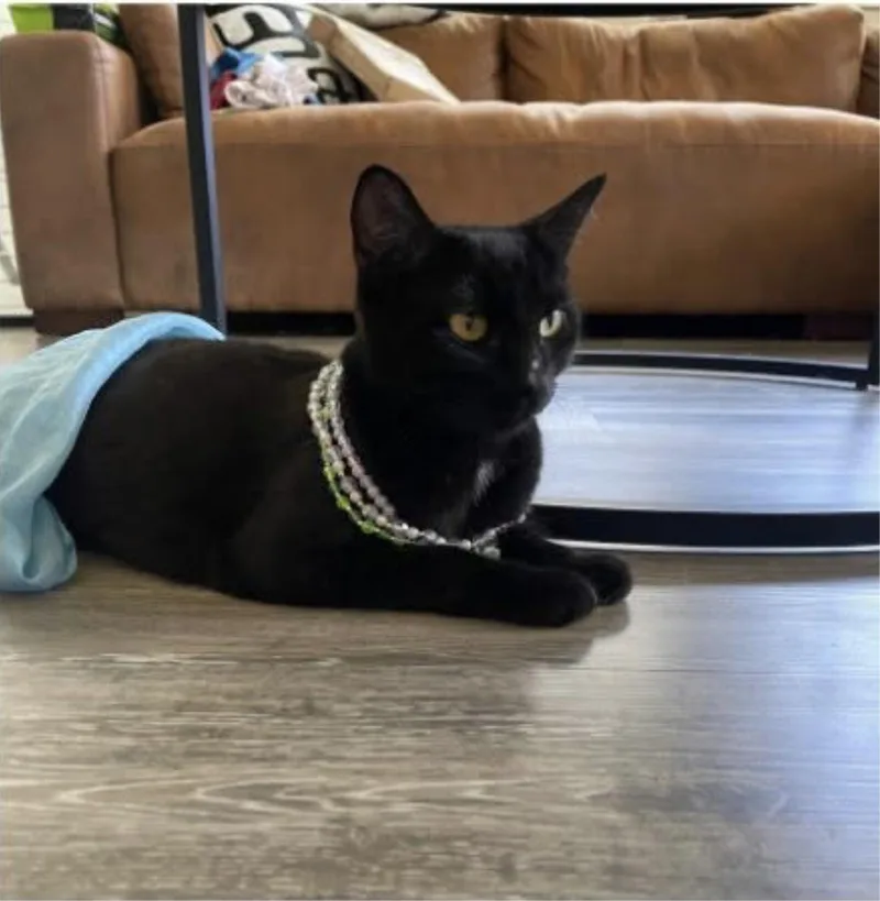 A young medium-sized female Black Domestic Short Hair cat named Lisa P. for adoption in Eugene, OR
