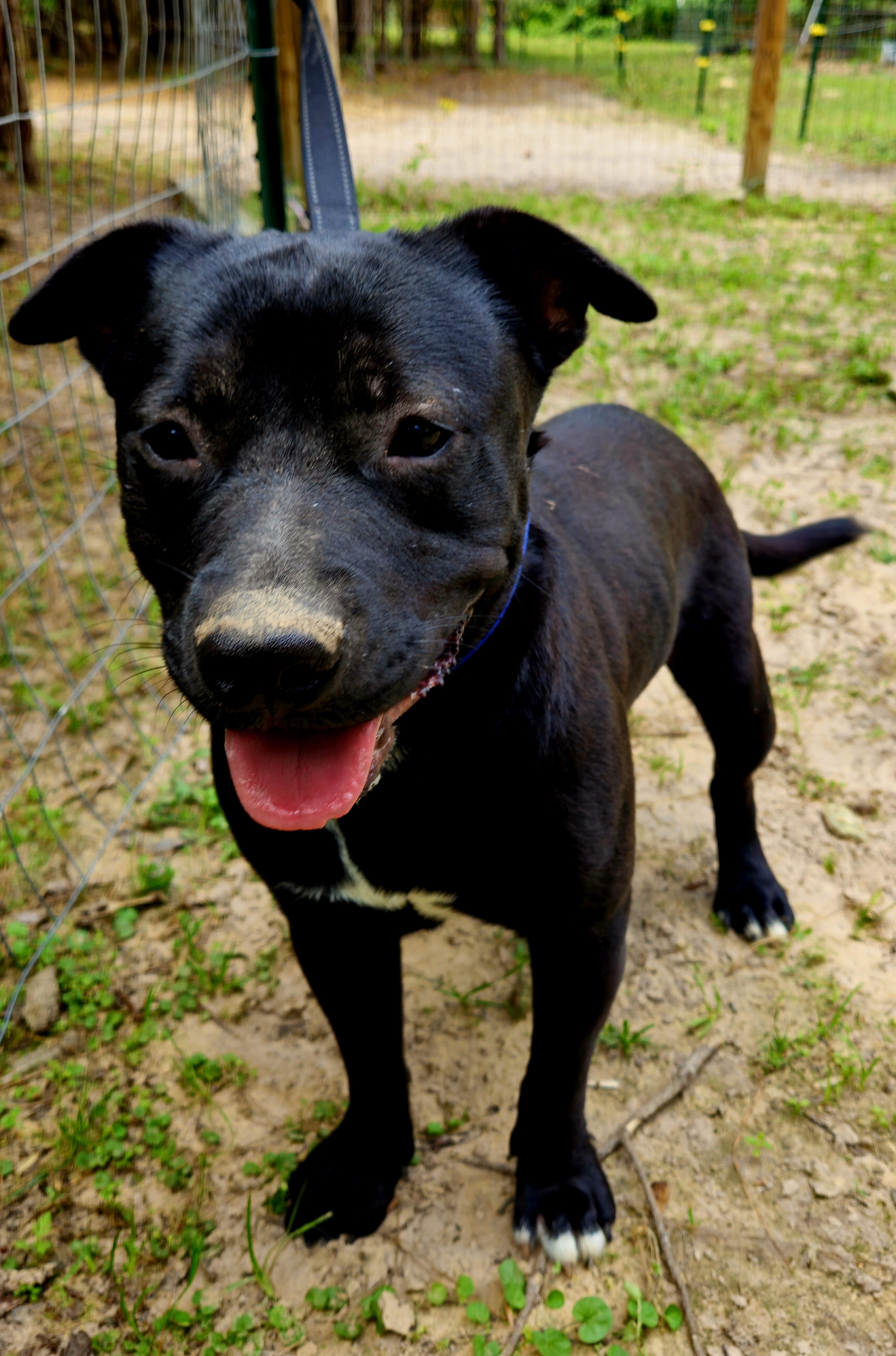 An adult medium-sized male Black Labrador Retriever dog named JeffCO for adoption in Magnolia, TX