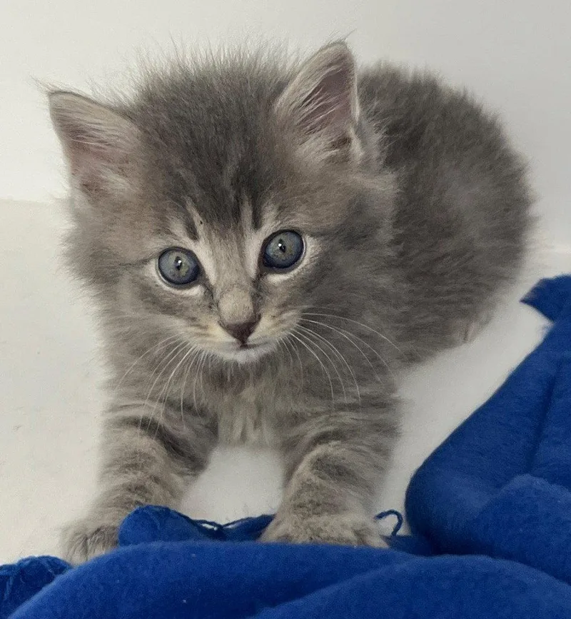 A baby medium-sized male Gray / Blue / Silver Domestic Short Hair cat named 26-199 for adoption in Tarboro, NC