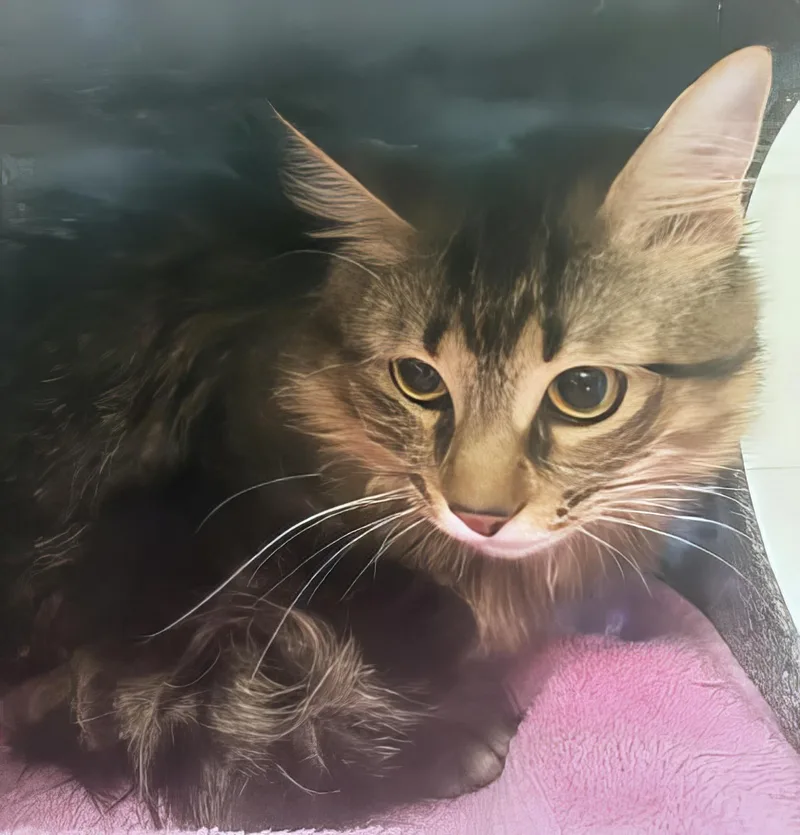 An adult medium-sized male Tabby (Brown / Chocolate) Domestic Short Hair cat named Martin for adoption in Nashville, TN