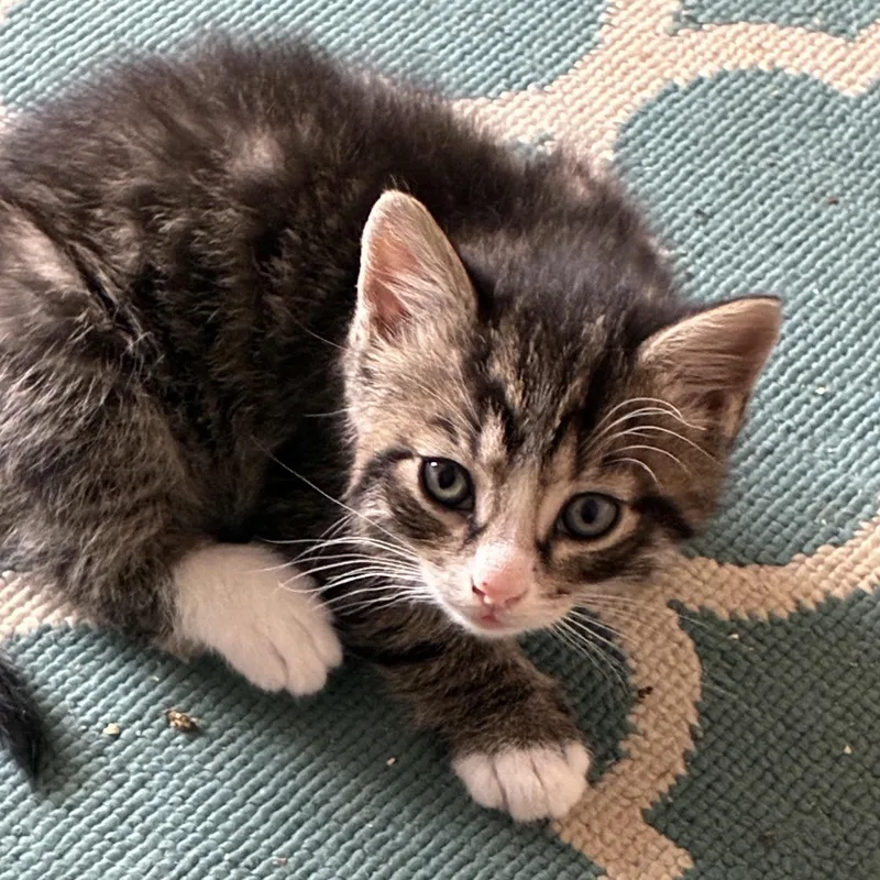 A baby medium-sized male Tabby (Buff / Tan / Fawn) Domestic Short Hair cat named Finch for adoption in Lemoyne, PA