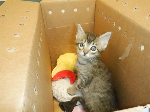 A baby small-sized male Domestic Short Hair cat named Possum for adoption in San Jose, CA