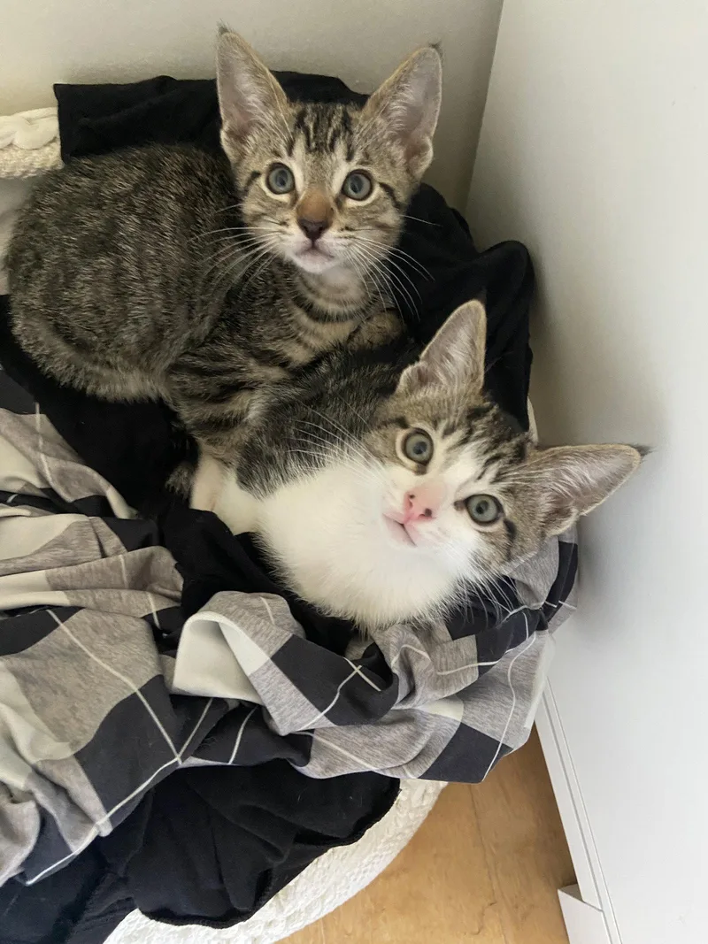 A baby medium-sized male Domestic Short Hair cat named Indiana for adoption in Los Angeles, CA