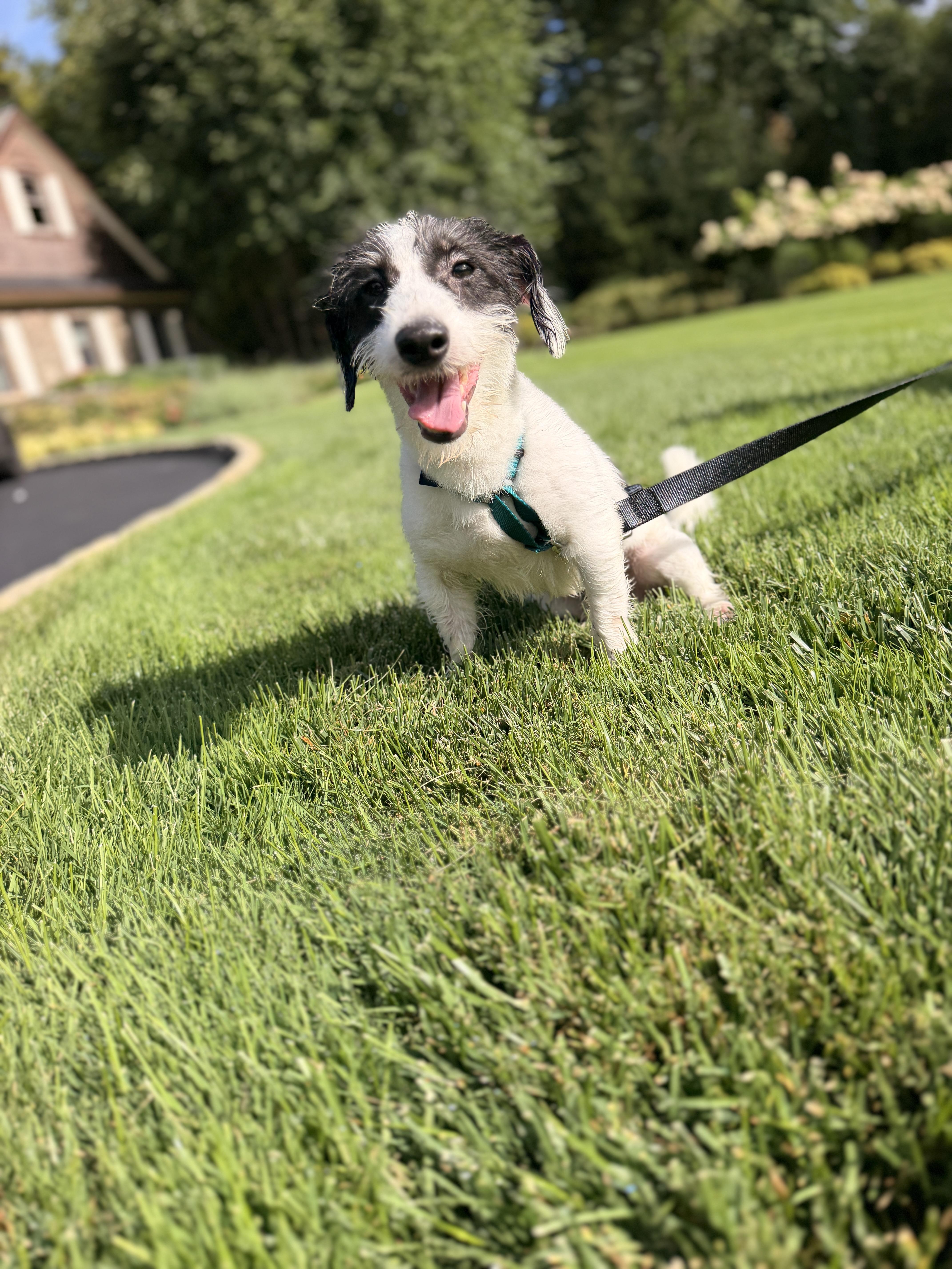 Roki