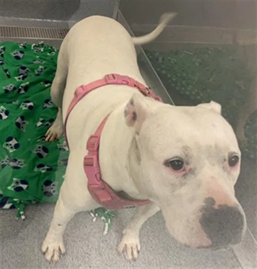 An adult medium-sized female Pit Bull Terrier dog named Coco for adoption in Indianapolis, IN