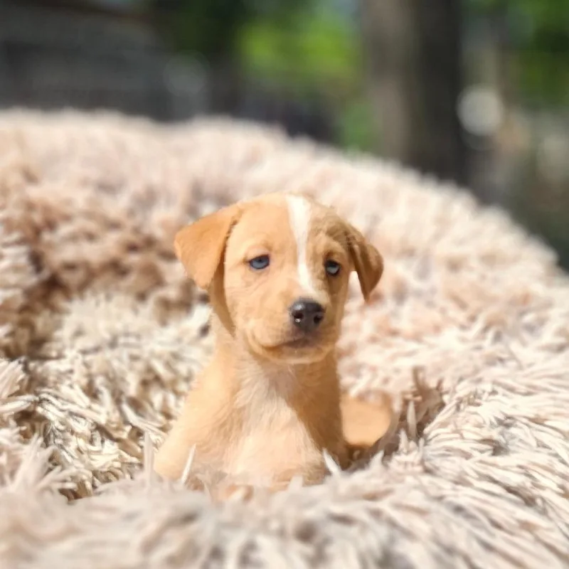 A baby medium-sized female Golden Labrador Retriever dog named Cleo for adoption in Cleveland, TX