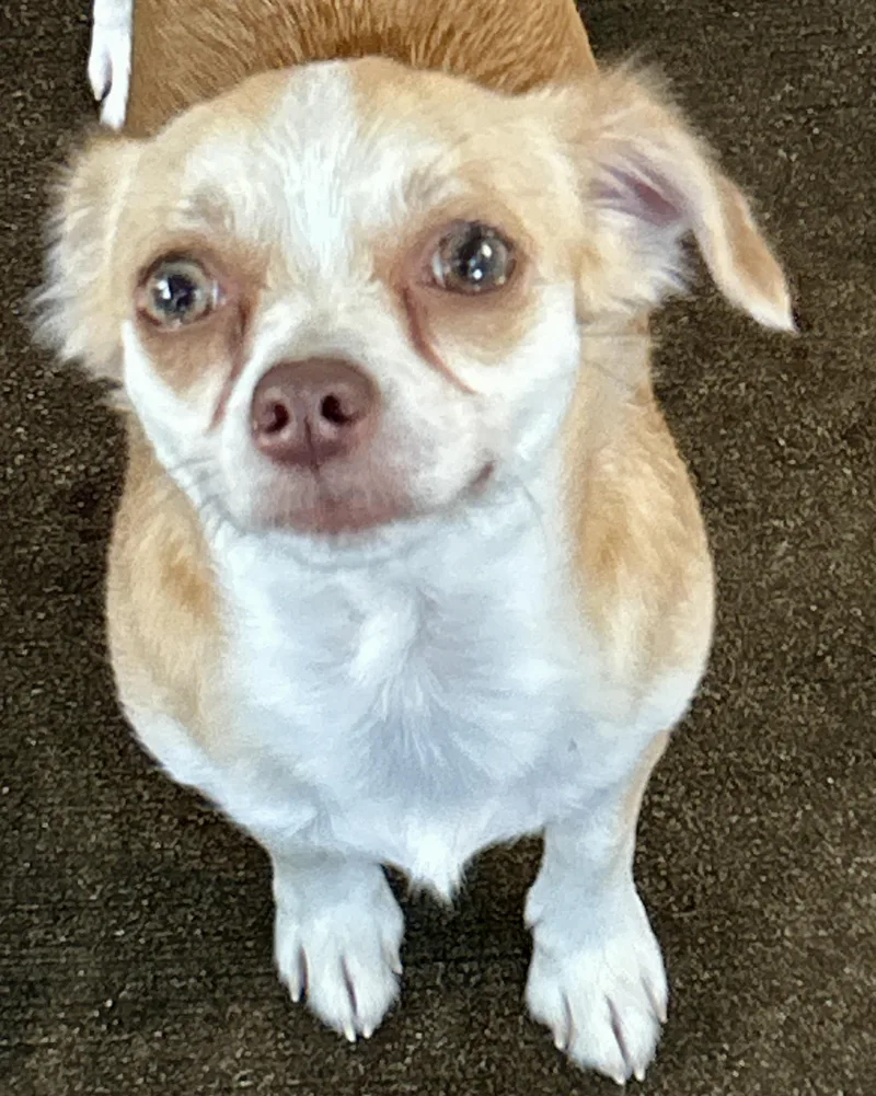 An adult small-sized female Yellow / Tan / Blond / Fawn Chihuahua dog named Autumn for adoption in Sarasota, FL