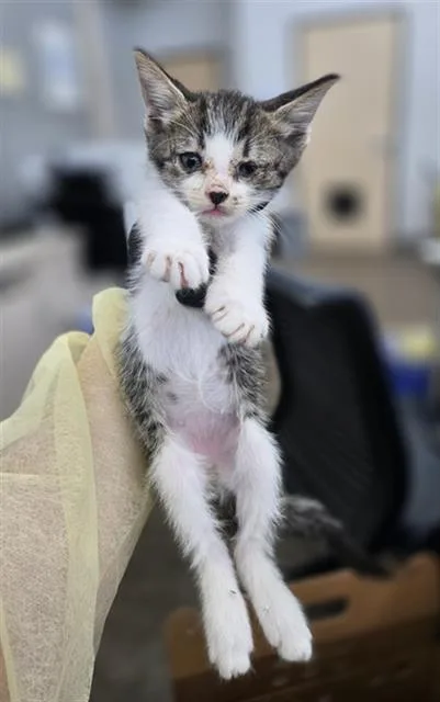 A baby medium-sized male Domestic Short Hair cat named Chandler for adoption in Dallas, TX