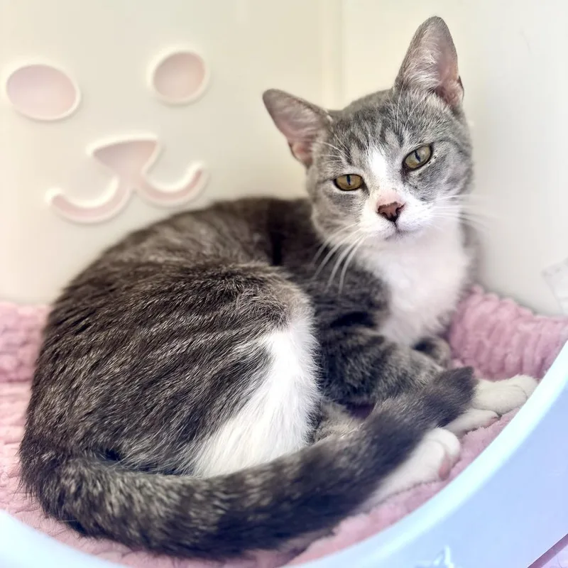 A young medium-sized male Gray / Blue / Silver Domestic Short Hair cat named Dante for adoption in Forest Park, IL