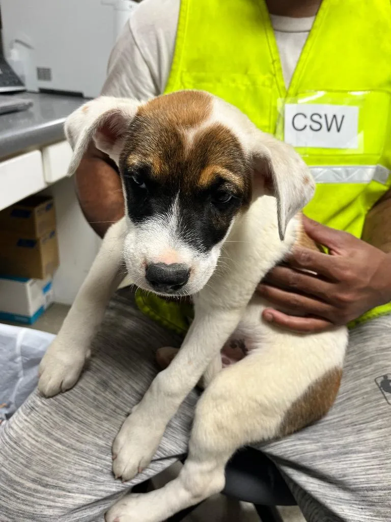 A baby medium-sized male Australian Cattle Dog / Blue Heeler dog named Brynn for adoption in Hopkinsville, KY