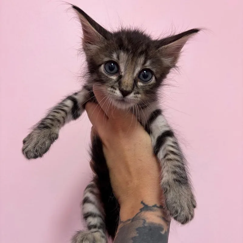 A baby small-sized male Gray / Blue / Silver Domestic Short Hair cat named Sam Winchester for adoption in Webster, TX