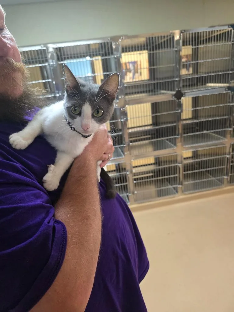 A young large-sized female Tabby cat named Izabell for adoption in Nacogdoches, TX