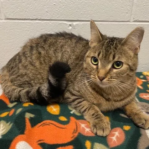 A young medium-sized male Brown / Chocolate Domestic Short Hair cat named Tater Tot for adoption in Dayton, OH