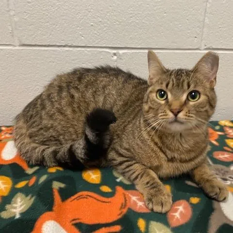 Tater Tot thumbnail 2