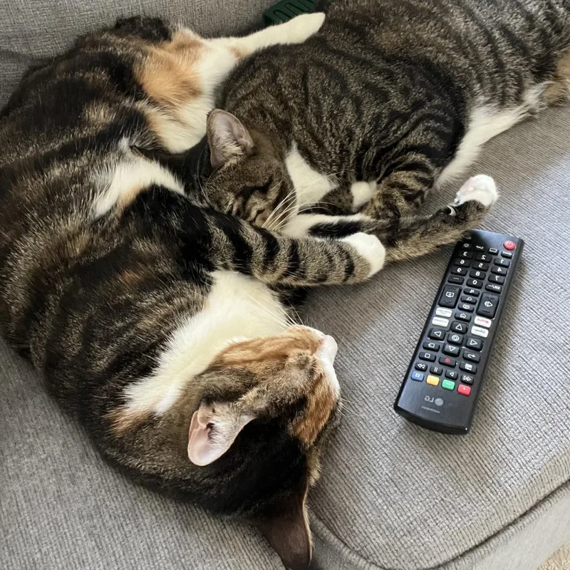 Danish Bonded Croissant